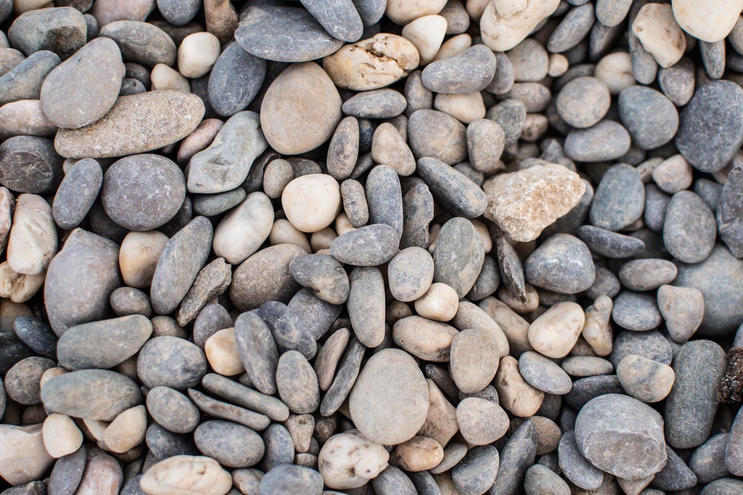 A close-up view of various smooth, rounded pebbles in shades of gray, beige, and tan.