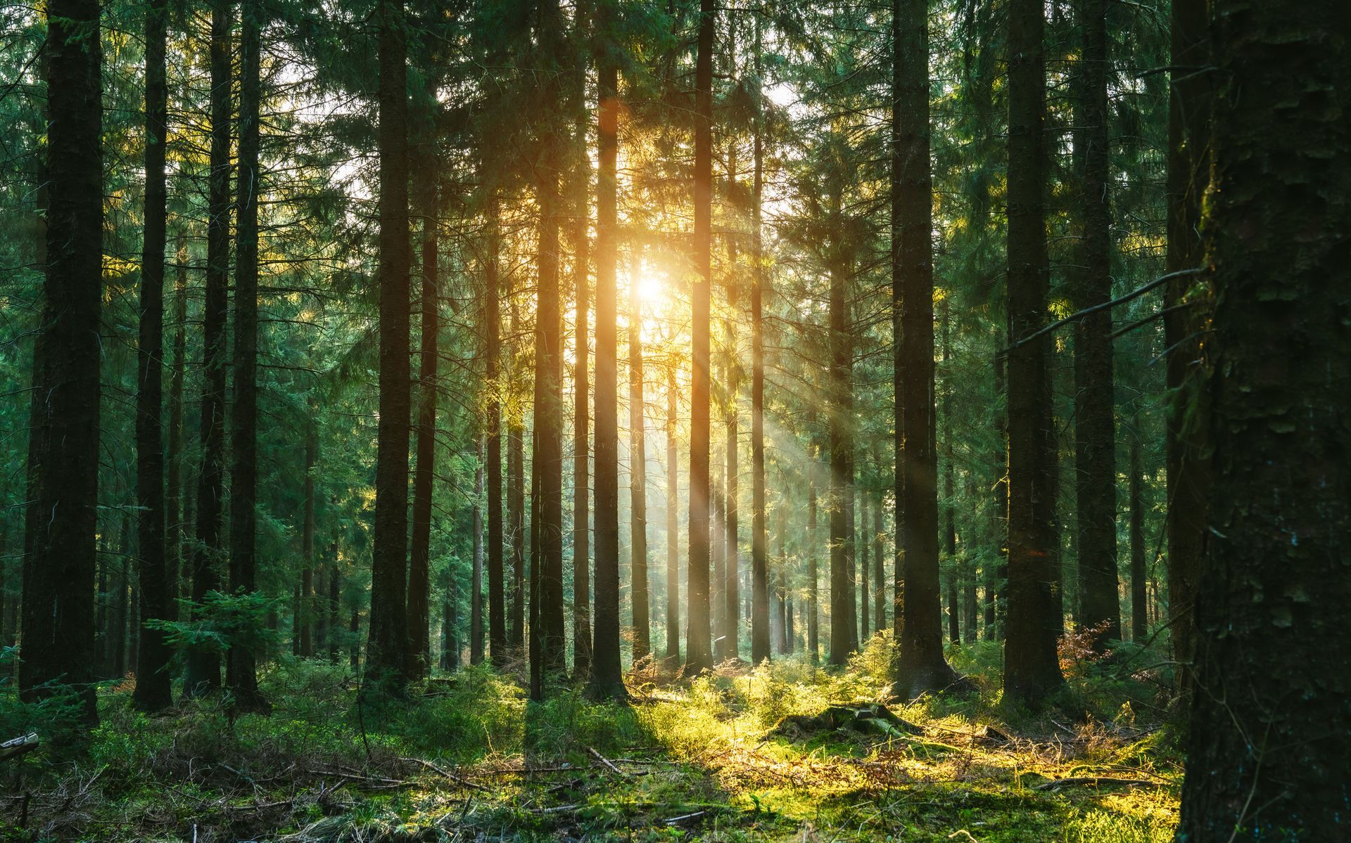 The sun is shining through the trees in the forest.