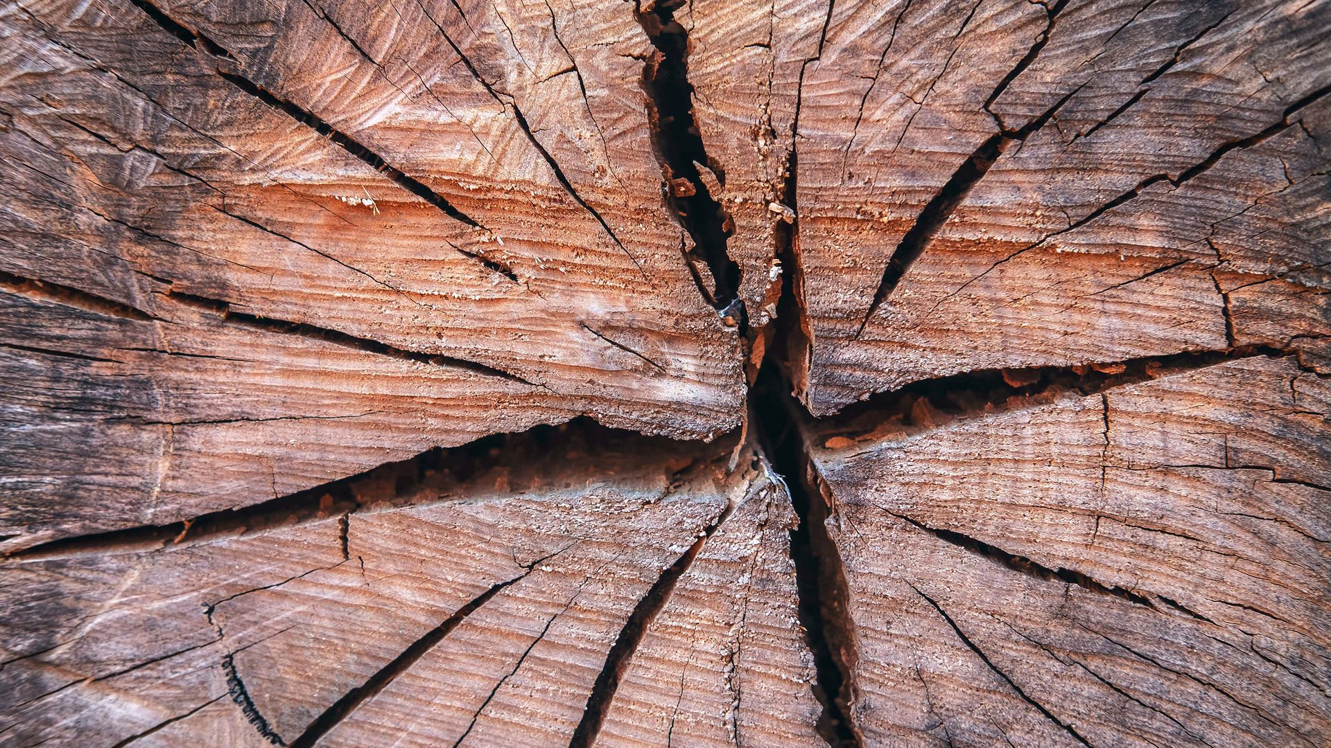 A close up of a tree stump showing the annual rings.