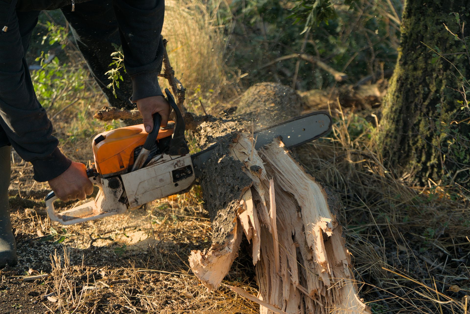 A man operates a chainsaw to cut down a tree, preparing for stump removal services.