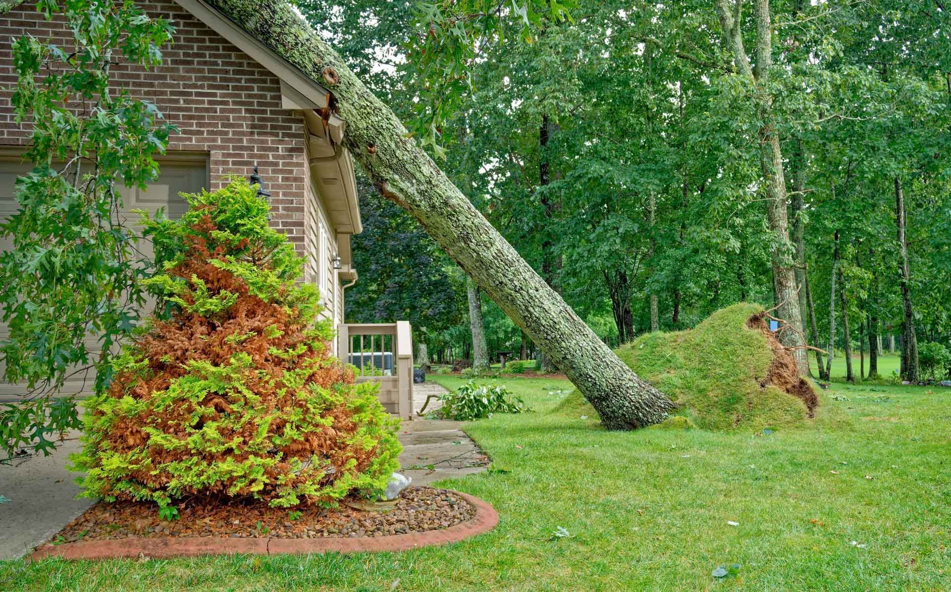 A tree leaning on a house’s roof with green foliage around it.