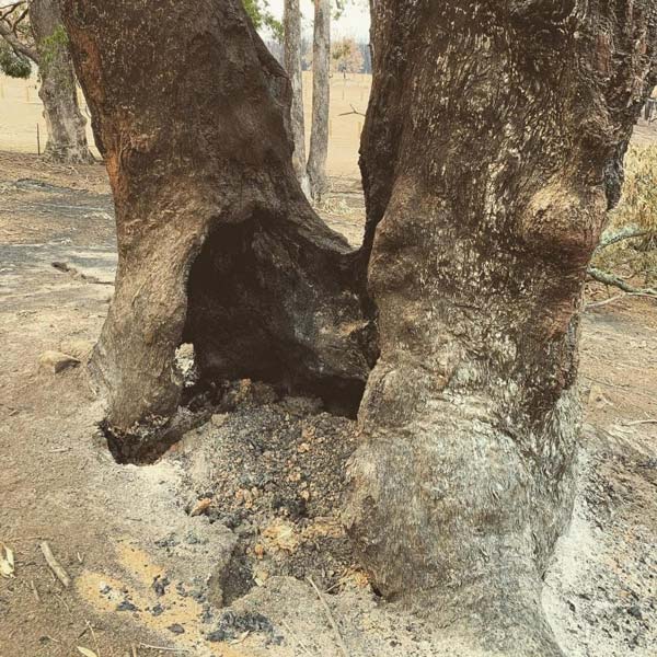 Close-up of a tree trunk with a large hollowed-out section at its base, showing dark burn marks and ash.