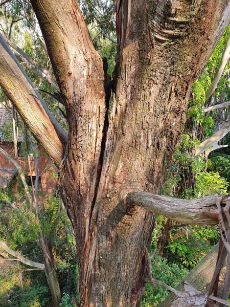 A tree trunk with a split, viewed from an elevated angle, in a forest setting.