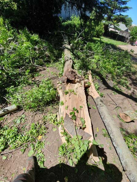Fallen tree trunk on the ground with broken end. Green foliage surrounds, sunny outdoors.