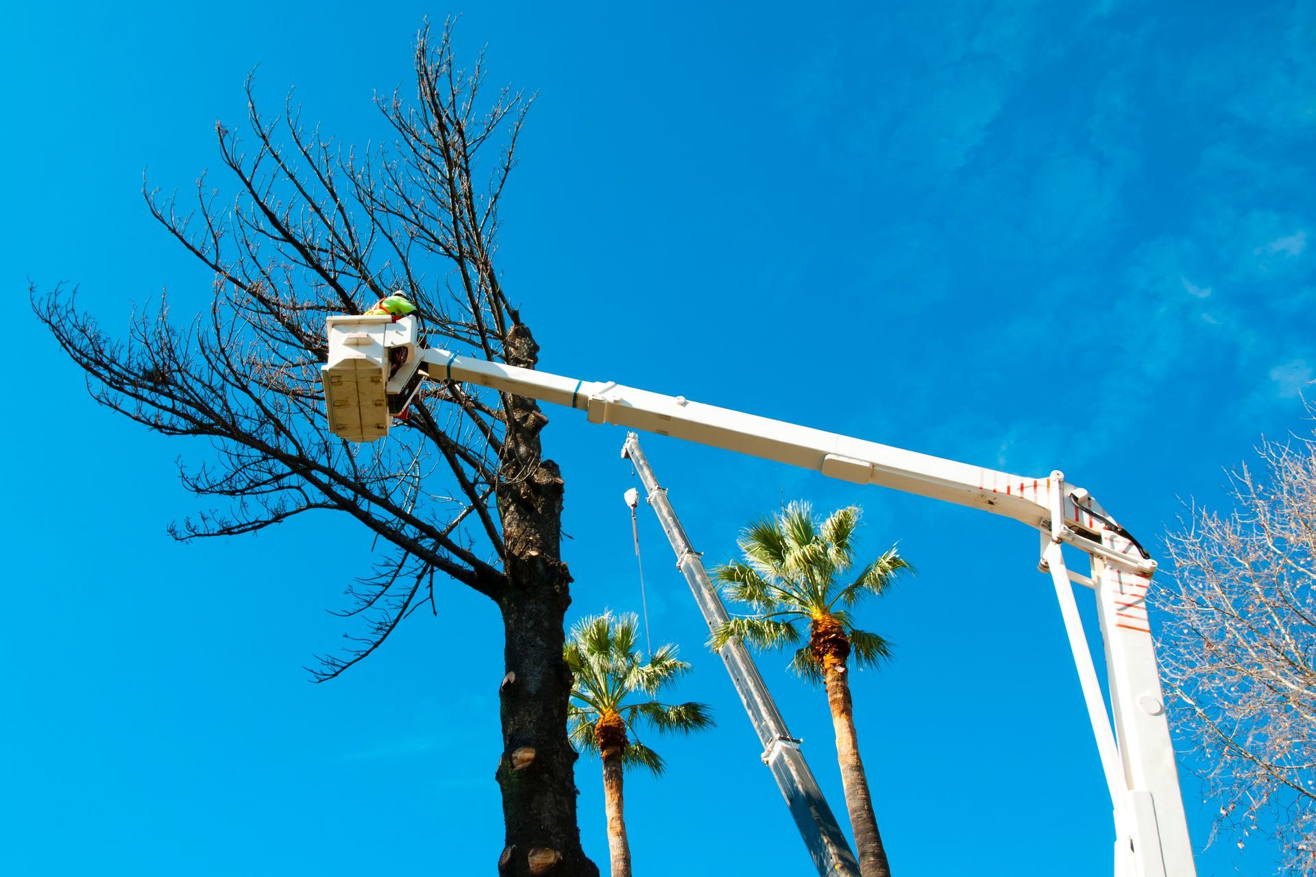 Worker with a chainsaw trimming the tree branches on the high hydraulic mobile platform
