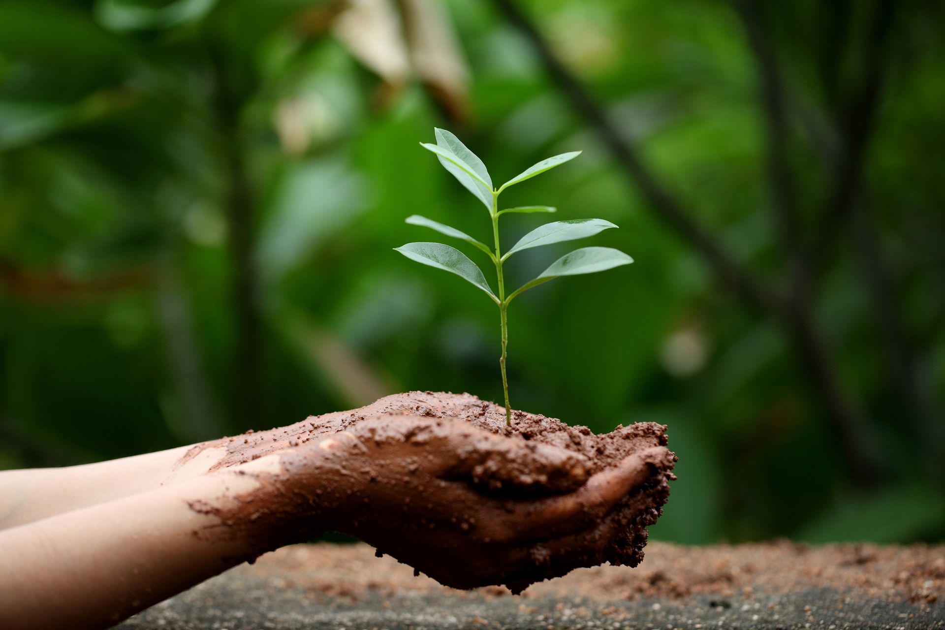 Hands holding a young green plant Hands holding a young green plant