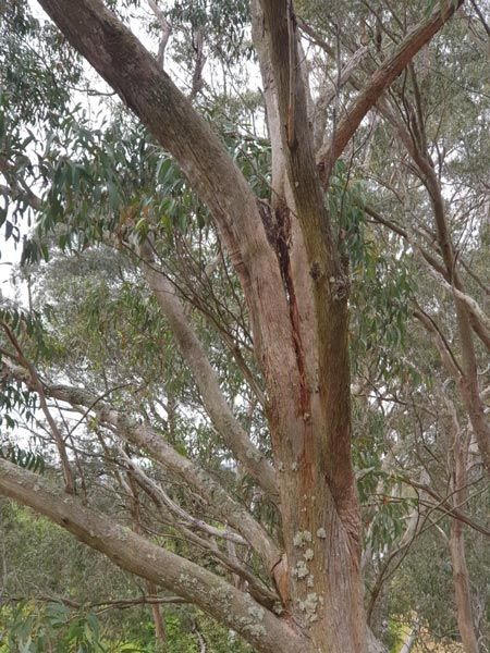 wildlife habitat trees