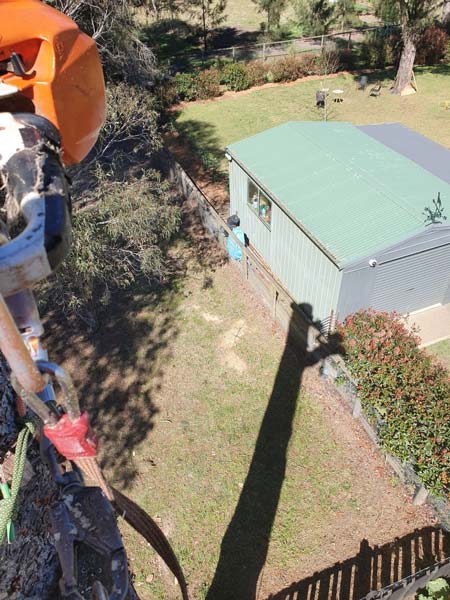 A person using an orange chainsaw on a tree branch, working near a green-roofed shed and a grassy yard.