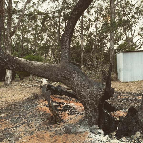 Charred tree trunk and branches in a burnt forest, with a white shed in the background.