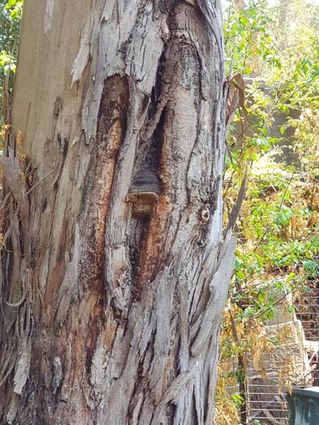 Close-up of eucalyptus tree trunk with peeling bark and a small mushroom growing from a hollow.