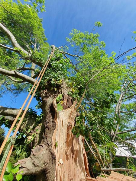 A large tree trunk split open with ropes attached against a blue sky.