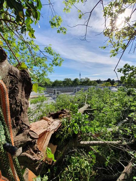View from a tree with broken branches, looking towards a building and blue sky.