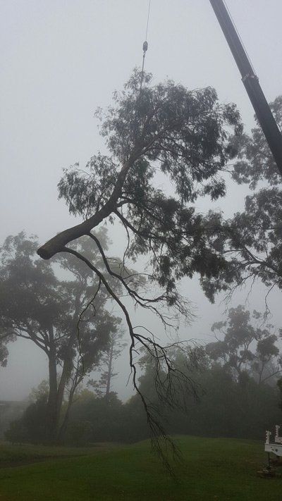 large tree hanging from crane