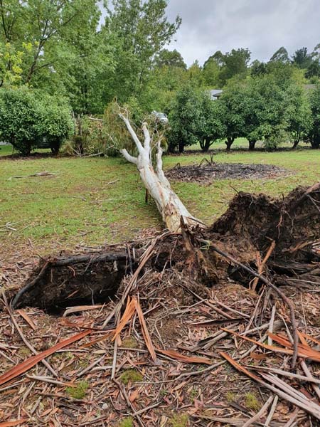 Fallen tree with exposed roots on grassy field. Green trees in the background. Overcast sky.