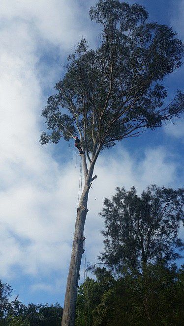 man climbing tree to trim