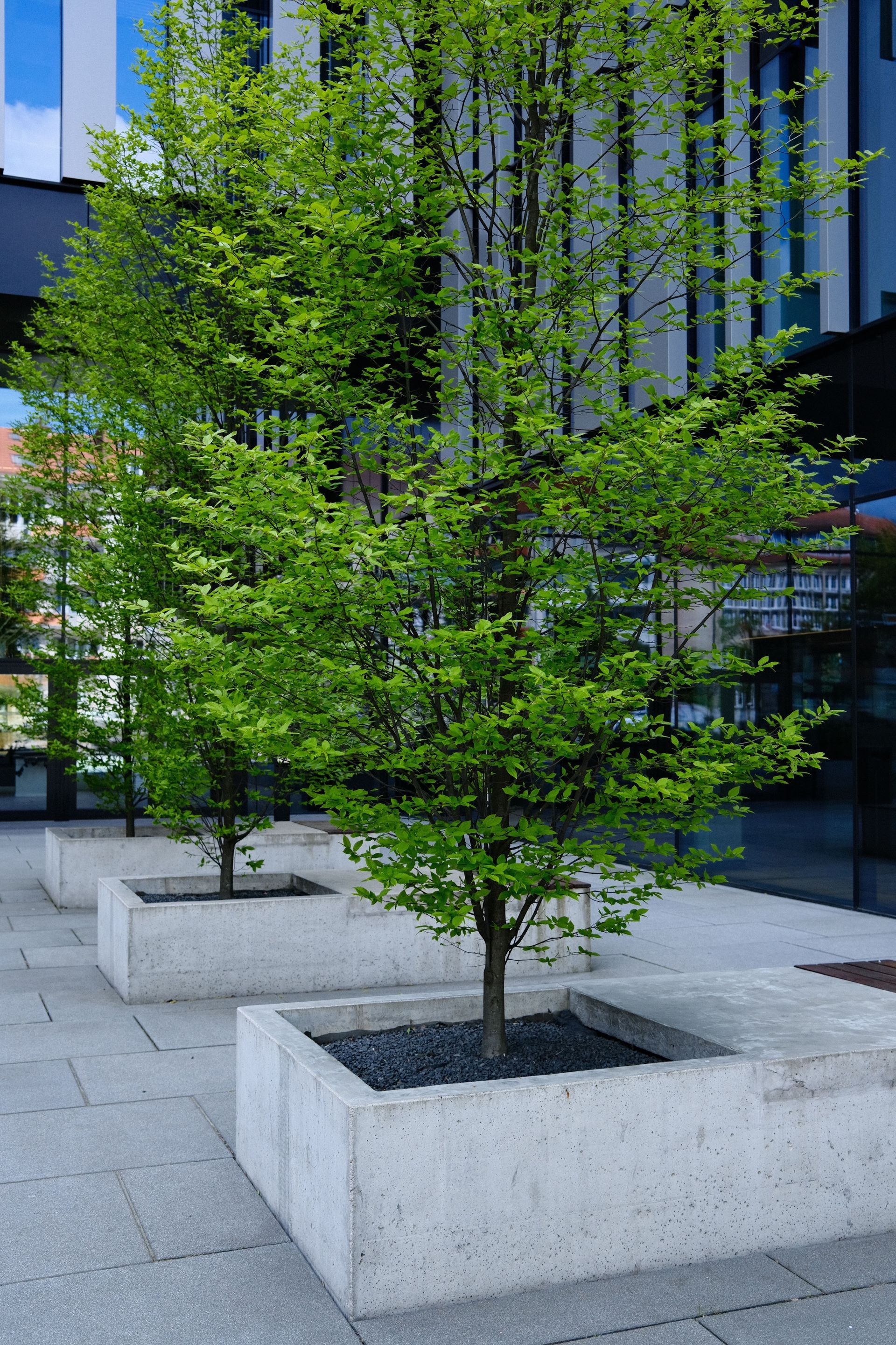 Potted trees in white concrete planters outside a modern glass building