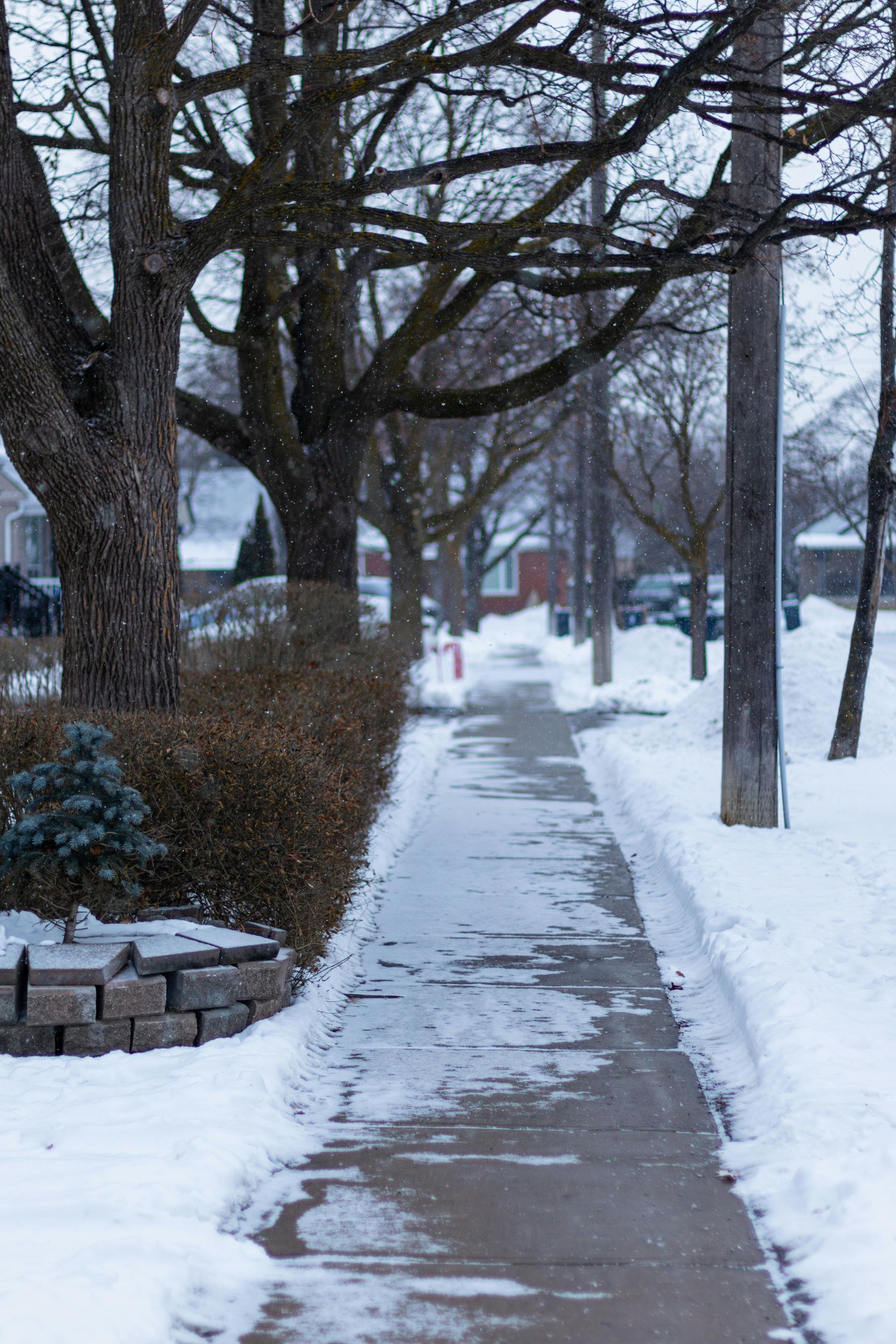 A sidewalk covered in patches of snow and ice, lined with bare trees and a brick-bordered hedge on a winter day.