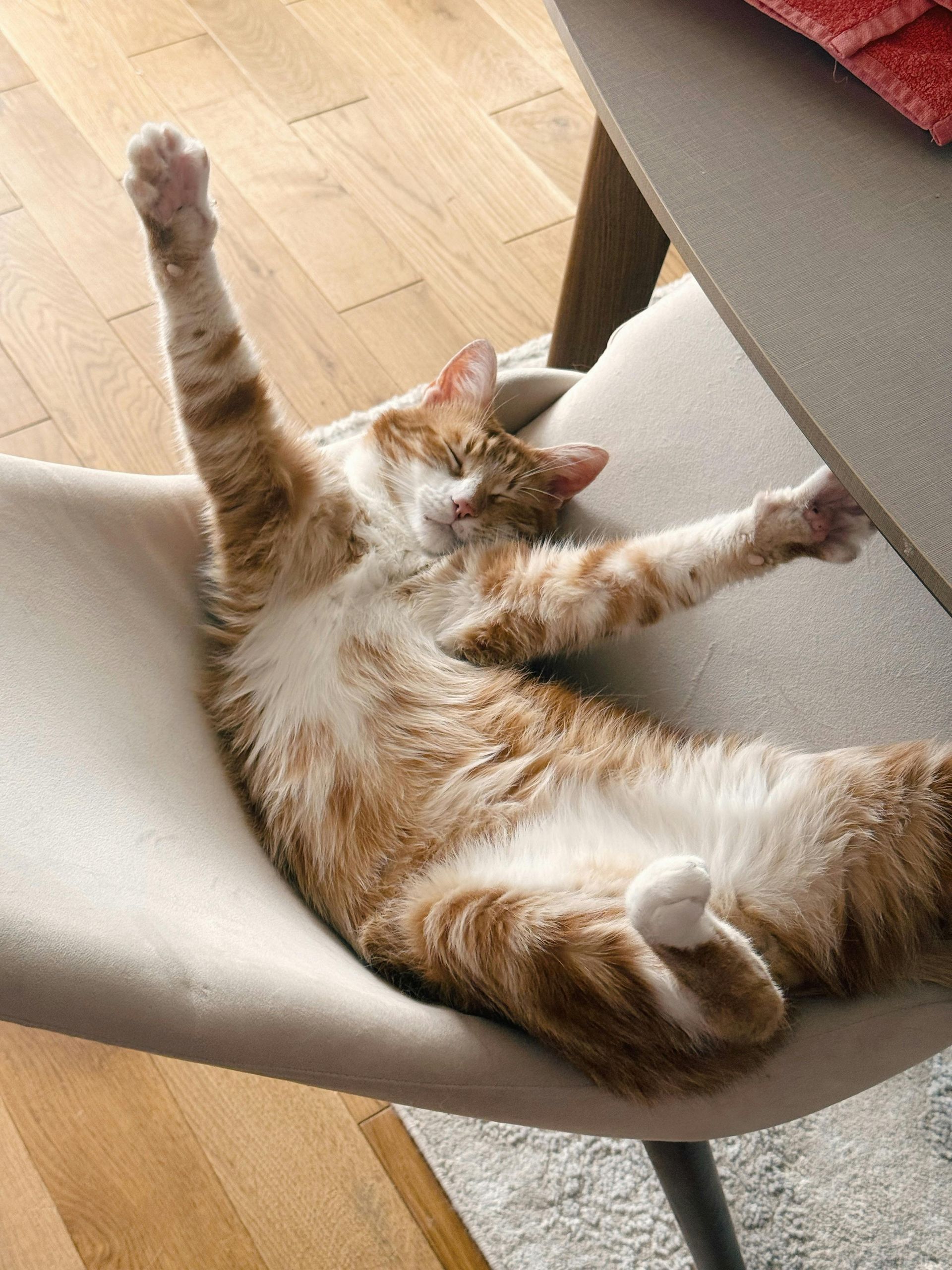 Kat die zich uitrekt en ontspannen zijn buik toont, symbool voor thuiskomen en jezelf volledig mogen