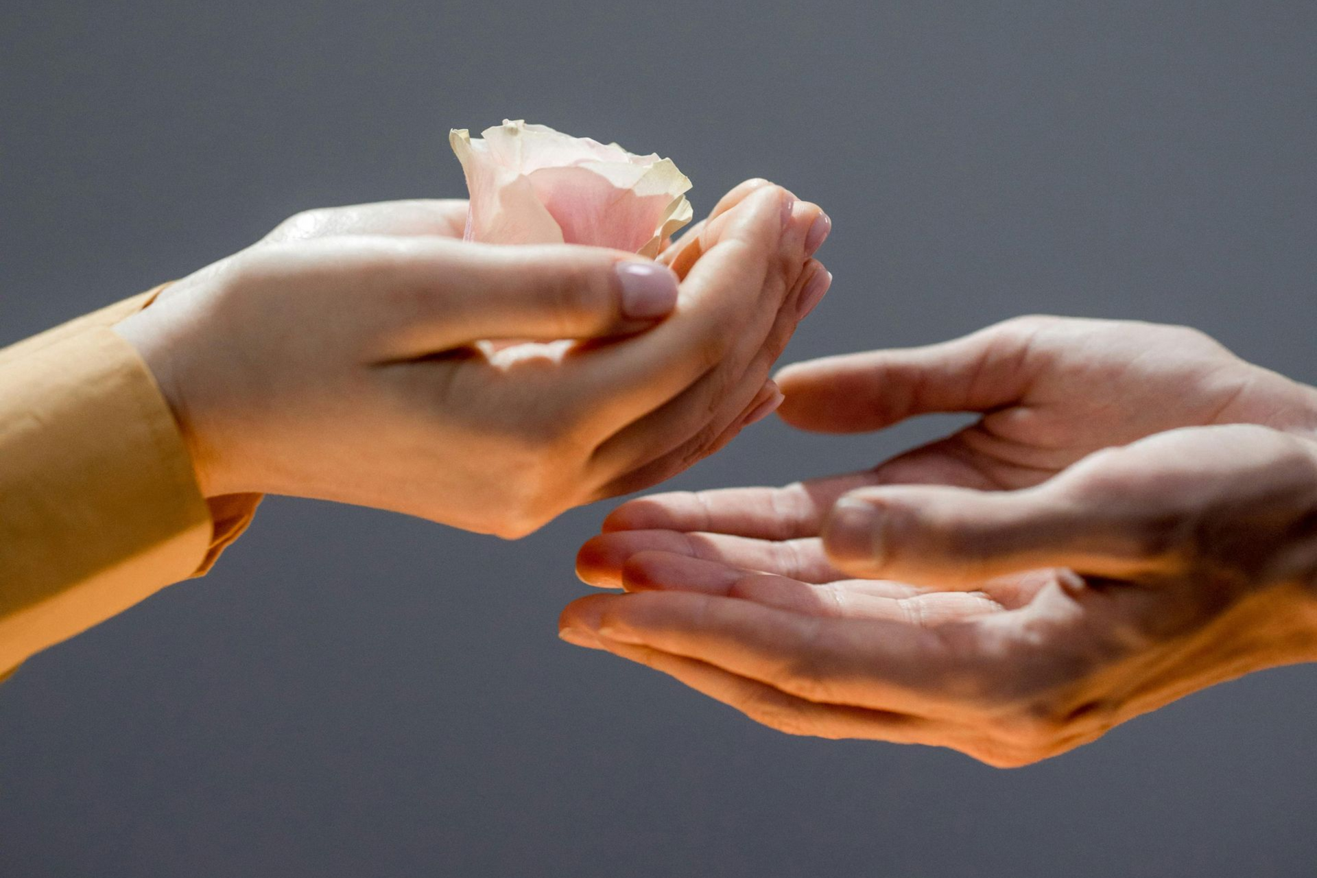 Twee handen in zacht licht, één geeft een bloem, de ander ontvangt open en aandachtig.