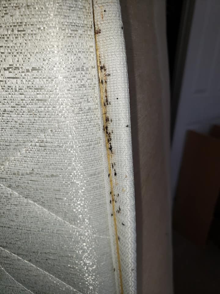 Mattress seam with multiple dark specks, likely bed bug infestation.