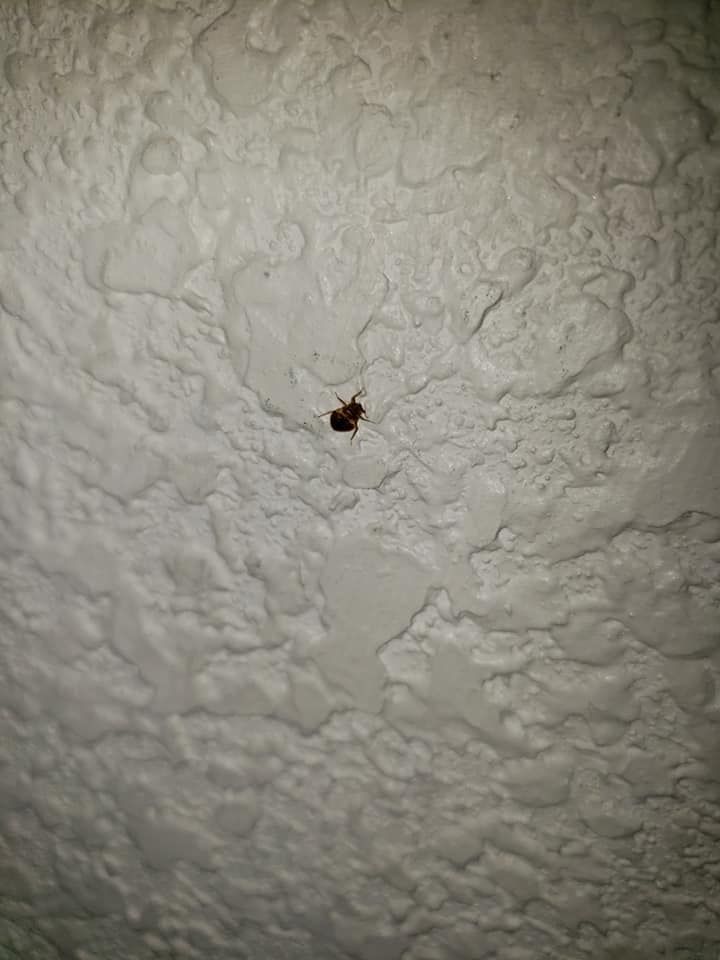 A small, dark bug on a textured, white wall.