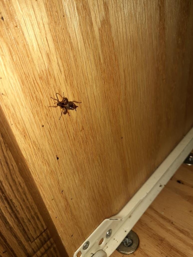 Cockroach on wooden cabinet. White drawer guide below.