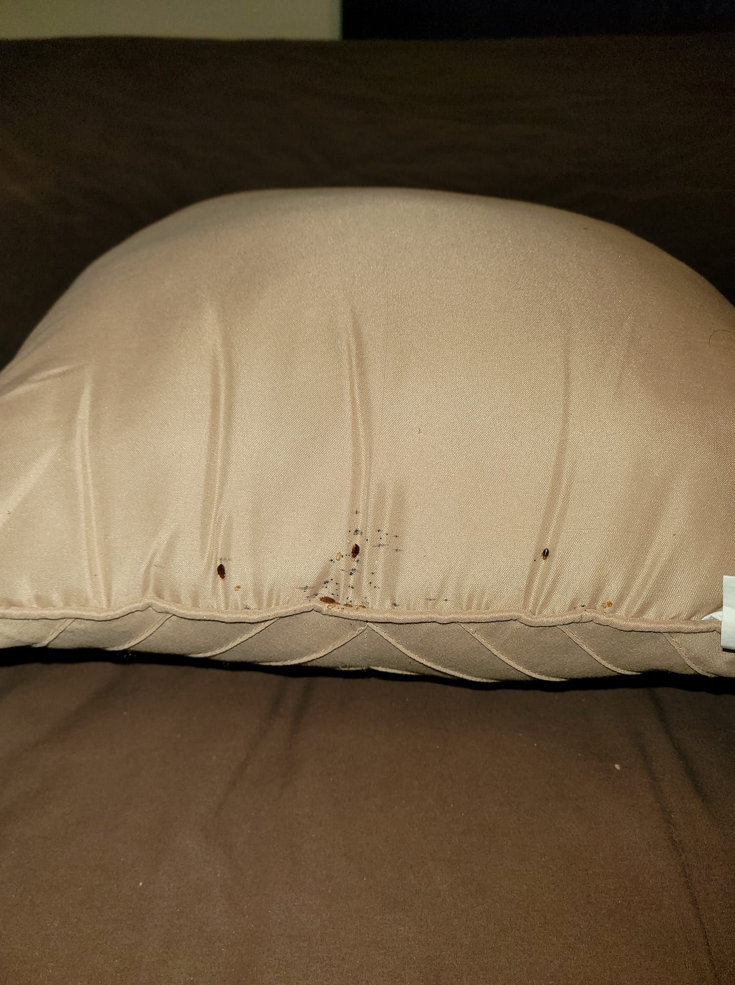 Tan pillow on a brown surface with several small dark holes along the seam.