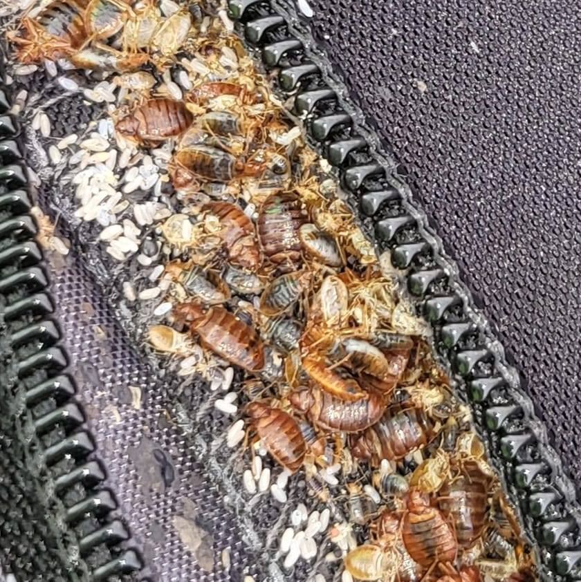 Bed bugs clustered on a dark fabric zipper, with eggs and exoskeletons visible.
