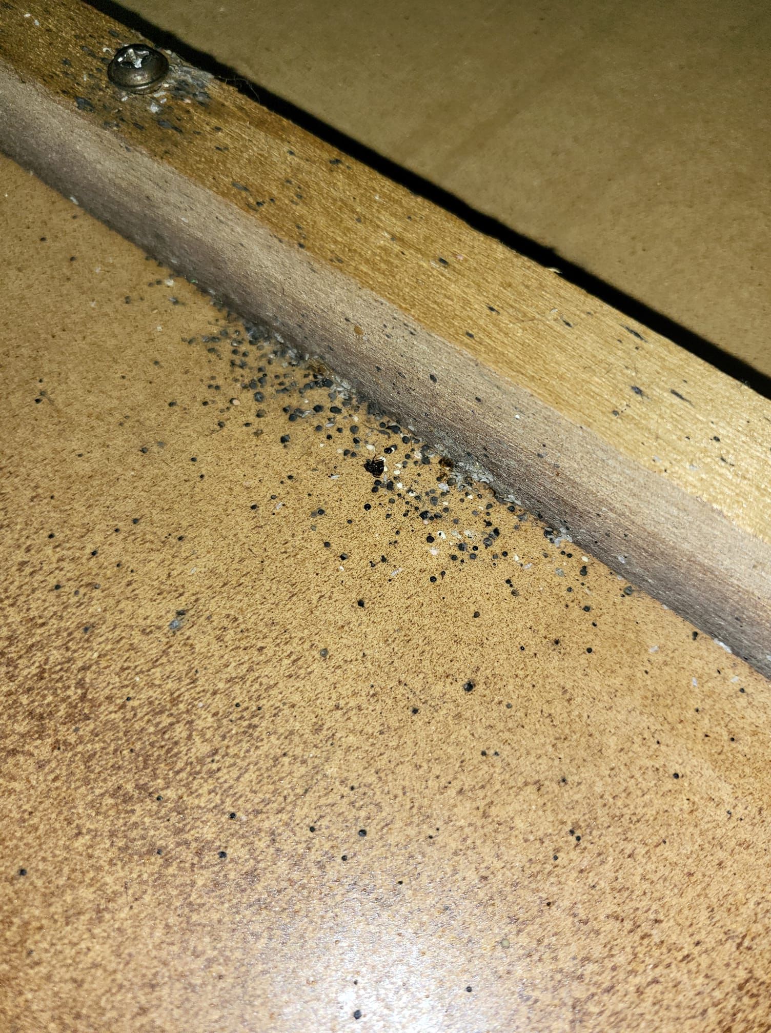 Black specks clustered on a light-brown wooden surface, near a darker wood strip.