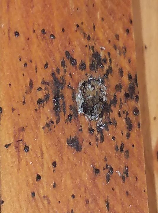 Wooden surface with a dark, circular area surrounded by smaller black spots; possible insect damage.