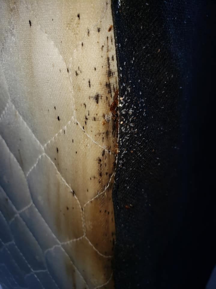 Bedbugs infesting a mattress, with brown and black insects and stains visible.