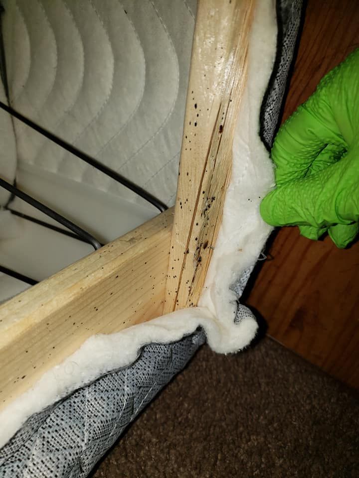 Bed frame corner with dark stains, potentially bed bug evidence, and gloved hand.