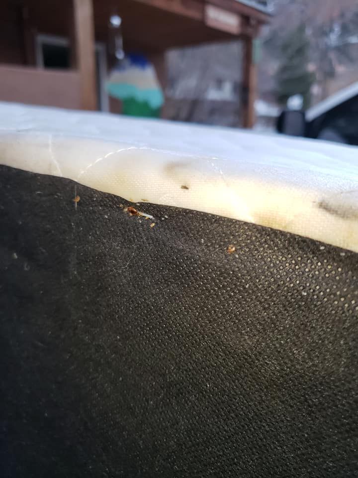 Close-up of a mattress corner, showing small, dark insects or debris on the fabric.