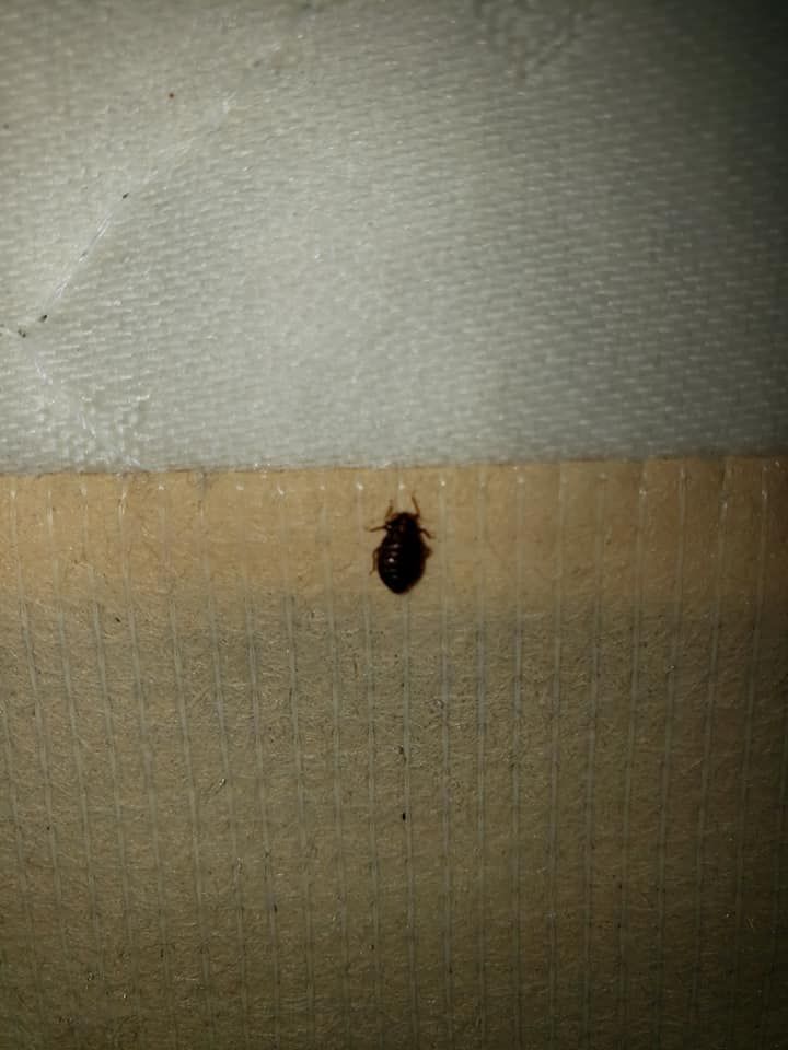 Small, dark brown bed bug on a tan surface, likely a mattress.