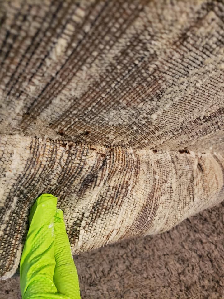 Green-gloved hand lifts edge of patterned rug, revealing dark spots possibly mold or stains.