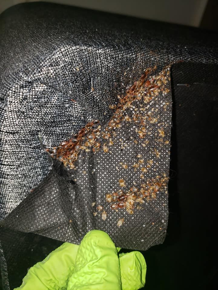 Bed bugs and debris clustered on dark fabric, held by a person wearing a green glove.