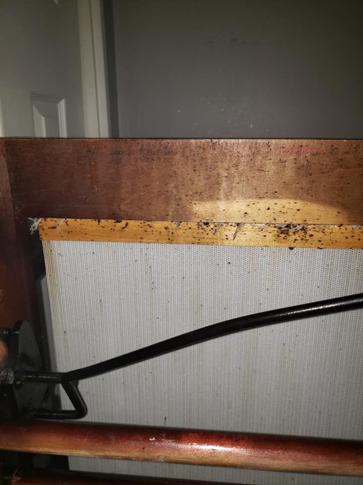 Bed frame with dark stains and visible insect activity.