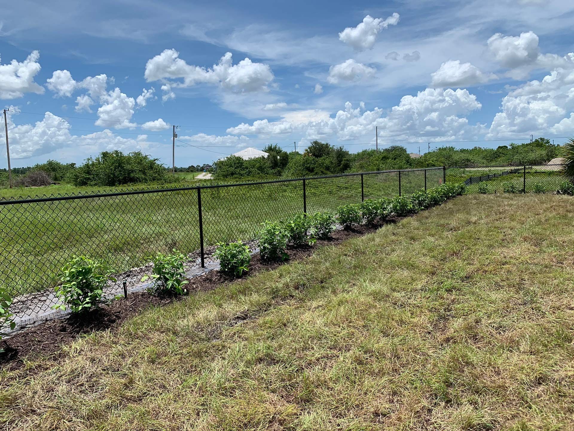 Chain link fence with green plants growing along it, against a sunny, blue sky.