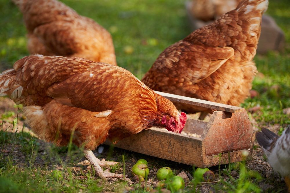 A Group Of Brown Chickens Are Eating Apples From A Wooden Feeder — Cooroy Produce In Cooroy, QLD