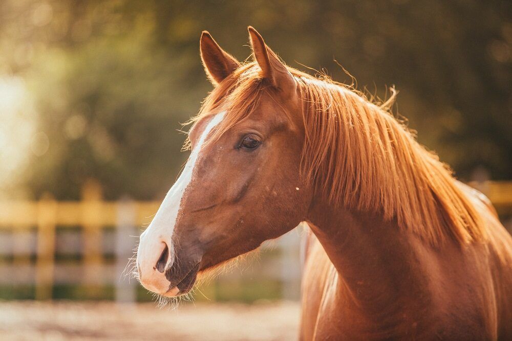 A Brown Horse With A White Nose Is Standing In A Fenced In Area — Cooroy Produce In Cooroy, QLD
