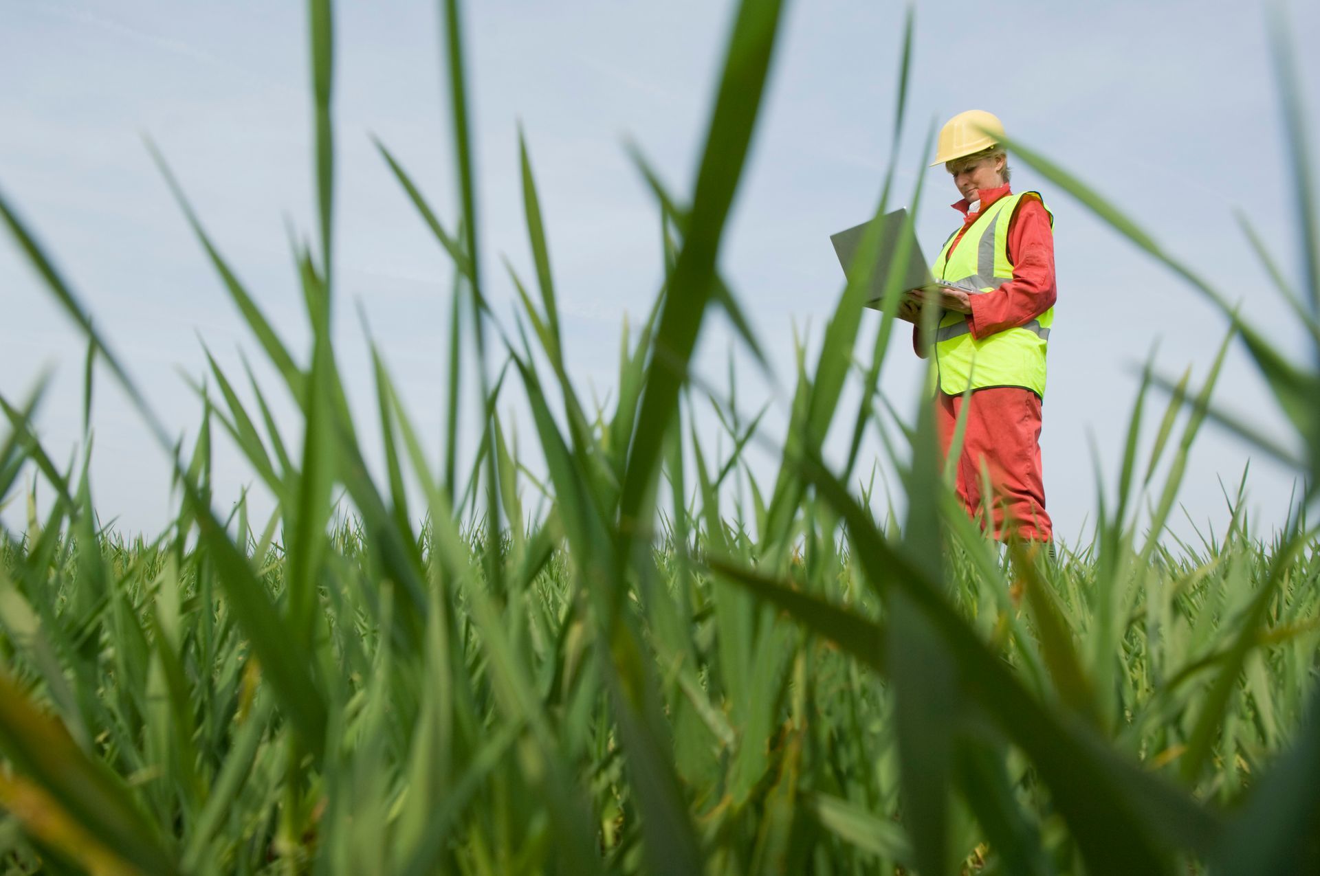 Agricultural inspector in safety gear checks crops in green field using tablet for farm analysis gps.
