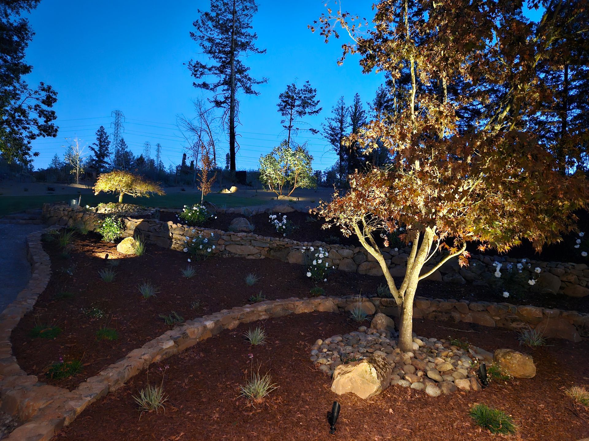Landscape with nighttime illumination of trees and garden beds; blue sky background.