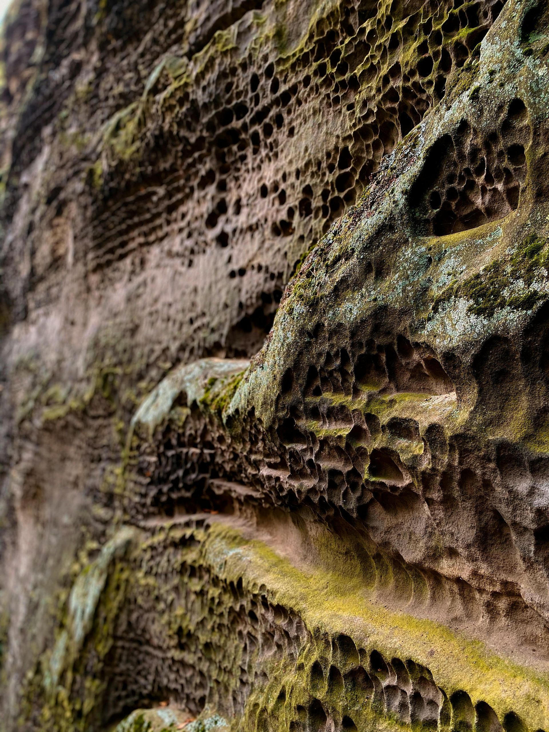 A close up of a rock covered in moss and lichen.