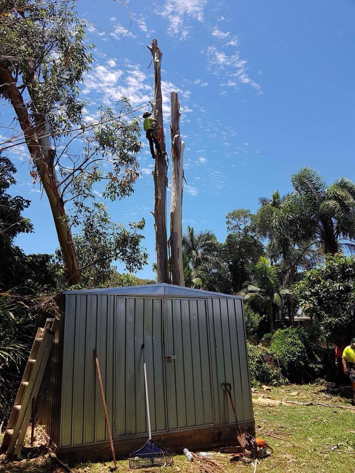 Worker On Tree — Arborist in Yeppoon, QLD