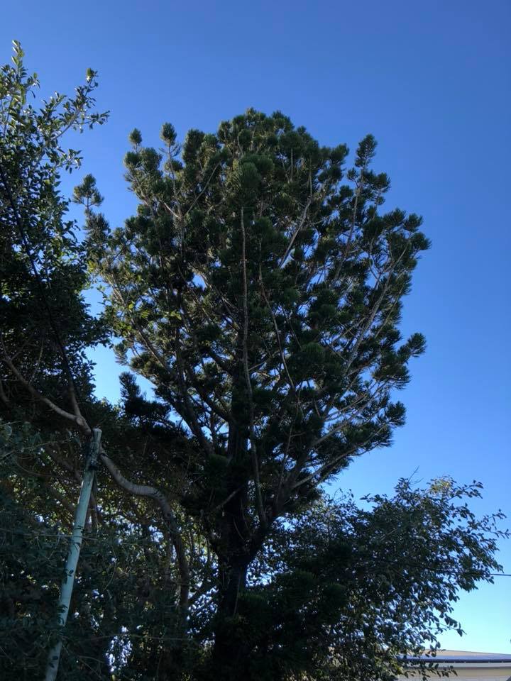 Large Tree — Arborist in Yeppoon, QLD
