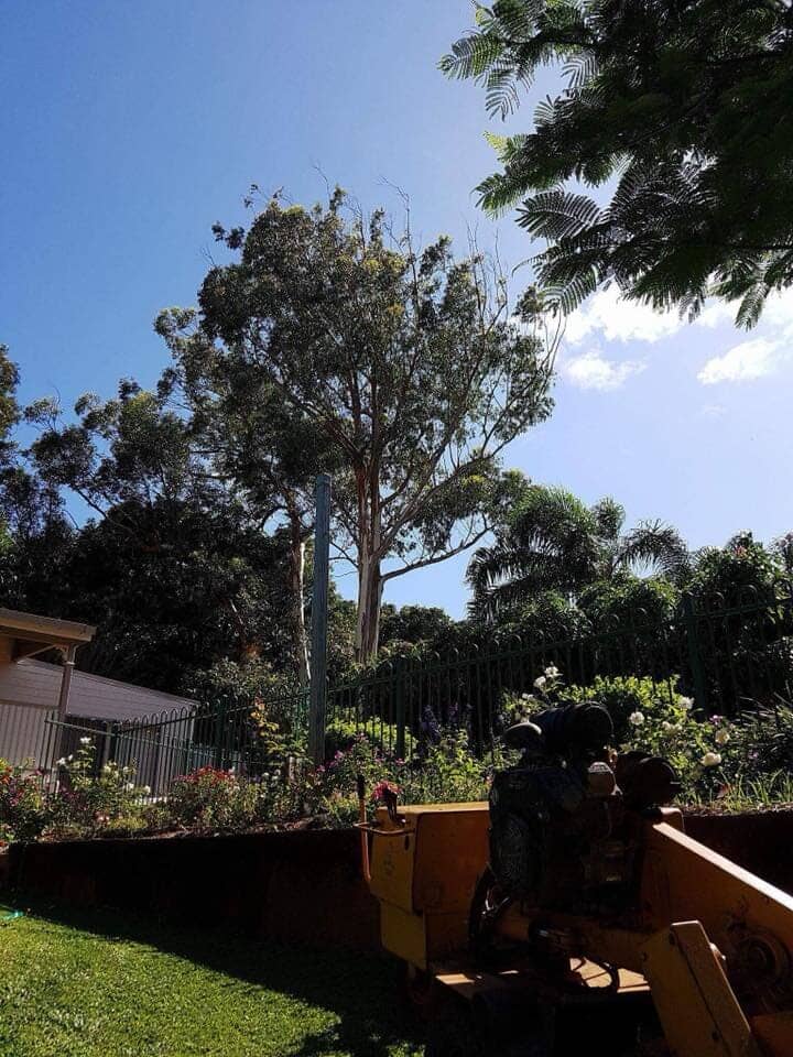 Pruned Tree — Arborist in Yeppoon, QLD