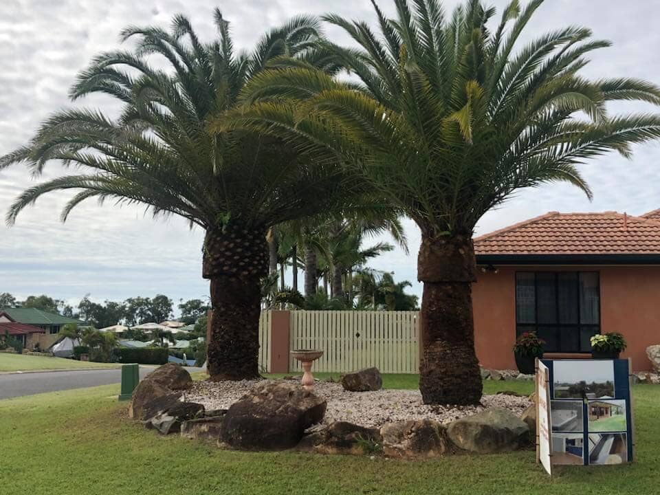 Palm Tree Outside The House — Arborist in Yeppoon, QLD
