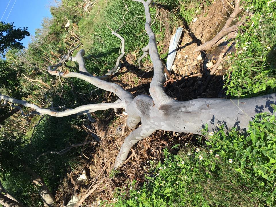 Cutted Tree — Arborist in Yeppoon, QLD