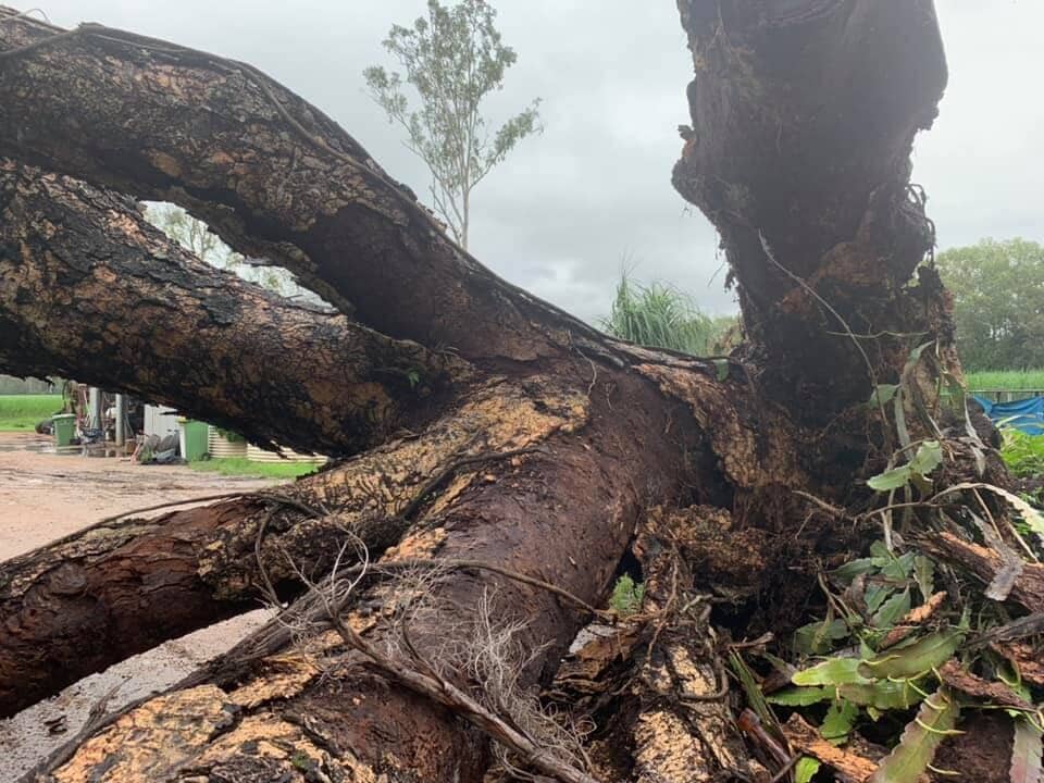 Cutted Tree Trunk — Arborist in Yeppoon, QLD