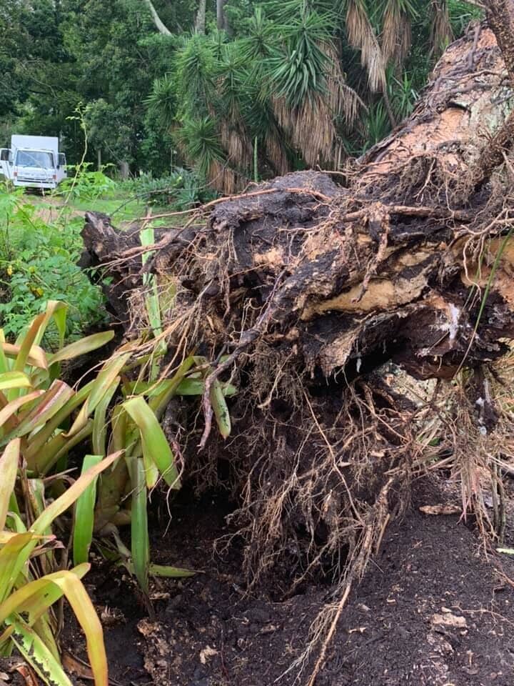 Stump Removal 1 — Arborist in Yeppoon, QLD